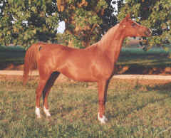 Nahida championne du Limousin 1998